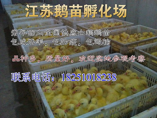 什么地方有五龍鵝苗出售