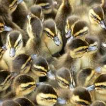 鼎誠家禽孵化場