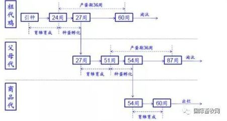 雞苗、雞蛋雙雙漲價 家禽養殖業的復蘇前夜來臨?
