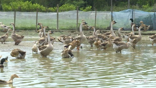 廖小華 巧借家禽孵化技術，鋪就鄉村脫貧致富路