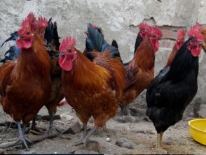 山東紅羽笨雞苗熱銷中 優質孵化場的品質承諾與優惠讓利