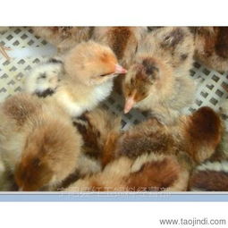 山東紅羽公雞苗孵化場 優質雞苗，優惠供應，助力家禽養殖