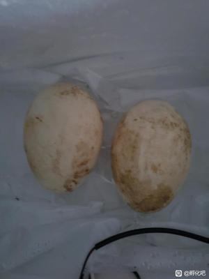 獅頭鵝蛋孵化全攻略 從選蛋到出雛的實用指南