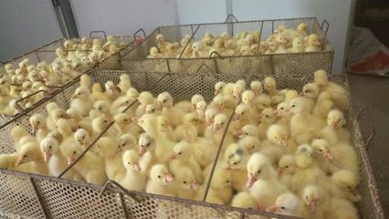 南陽家禽孵化產業 以雞苗孵化廠為核心的專業化發展