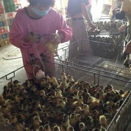 廣西龍發家禽孵化 深耕西鄉塘，專注優質鴨苗孵化