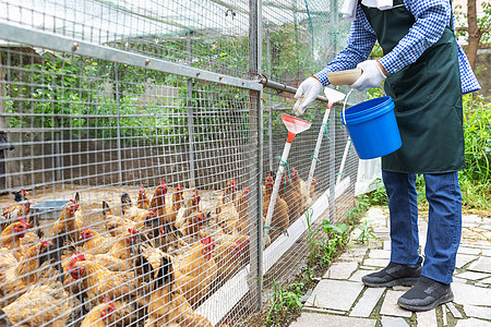 養雞場小雞孵化 家禽孵化的關鍵技術與實踐