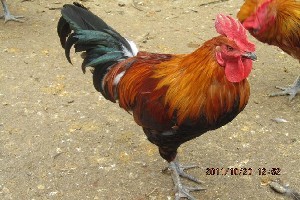 探秘云南優質雞苗孵化 科技賦能家禽產業高質量發展