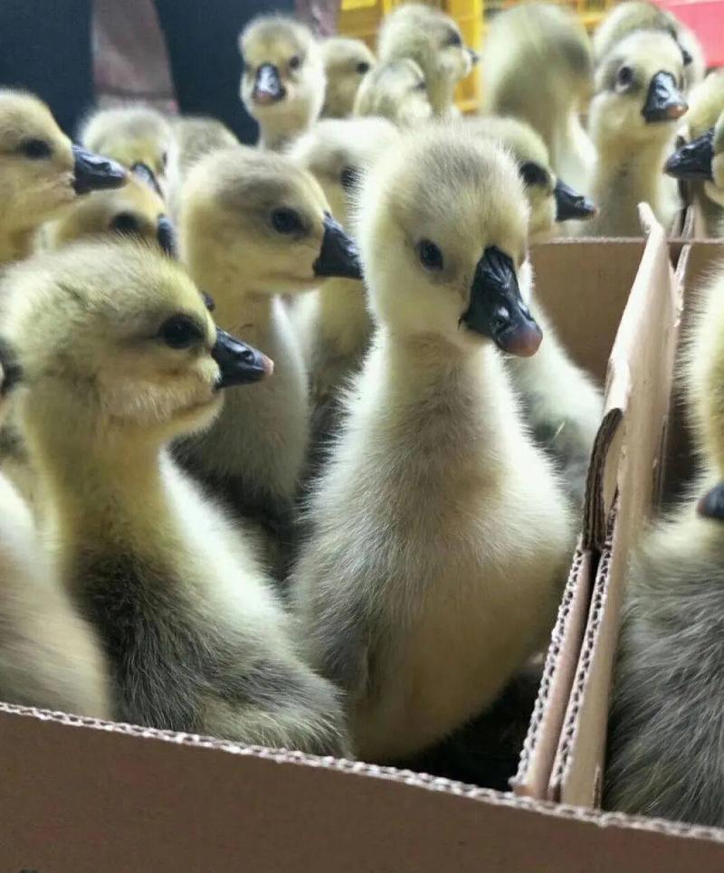 專業(yè)家禽孵化，優(yōu)質(zhì)馬崗鵝苗供應(yīng)——龍發(fā)家禽孵化場