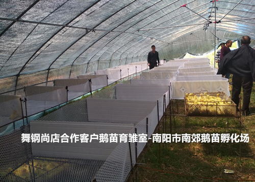 宛城區(qū)振山西洼家禽孵化供應(yīng) 2020年誠心推薦的優(yōu)質(zhì)養(yǎng)鵝基地